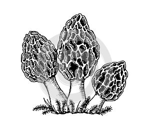 Set of vector drawing of morchella mushrooms