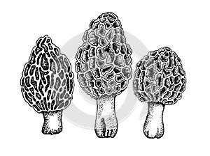 Set of vector drawing of morchella mushrooms