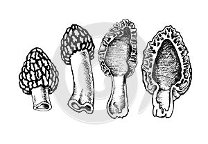 Set of vector drawing of morchella mushrooms