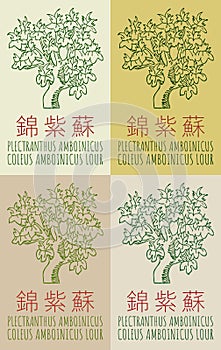 Set of vector drawing PLECTRANTHUS AMBOINICUS in Chinese in various colors. Latin name is COLEUS AMBOINICUS LOUR.