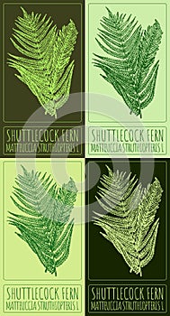 Set of vector drawing SHUTTLECOCK FERN in various colors. The Latin name is MATTEUCCIA STRUTHIOPTERIS L. photo