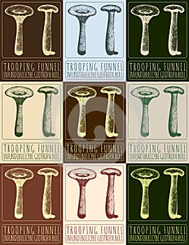 Set of vector drawing TROOPING FUNNEL in various colors. Hand drawn. The Latin name is INFUNDIBULICYBE GEOTROPA BULL.