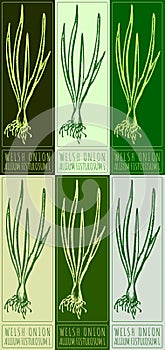 Set of vector drawing WELSH ONION in various colors. Hand drawn illustration. Latin name is ALLIUM FISTULOSUM L photo