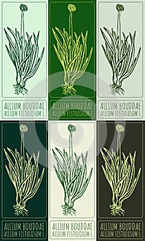 Set of vector drawing WELSH ONION in various colors. Hand drawn illustration. Latin name is ALLIUM FISTULOSUM L photo