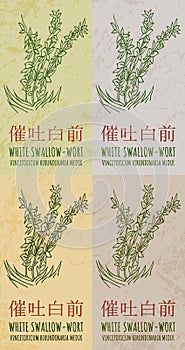 Set of vector drawing WHITE SWALLOW-WORT in Chinese in various colors. Latin name is VINCETOXICUM HIRUNDINARIA MEDIK.