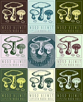 Set of vector drawing WOOD BLEWIT in various colors. Hand drawn illustration. The Latin name is LEPISTA NUDA BULL photo