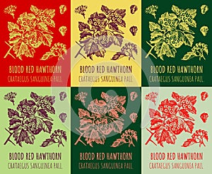 Set of vector drawings of blood red hawthorn in different colors. Hand drawn illustration. Latin name CRATAEGUS SANGUINEA PALL