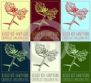 Set of vector drawings of BLOOD RED HAWTHORN in different colors. Hand drawn. Latin name CRATAEGUS SANGUINEA PALL.