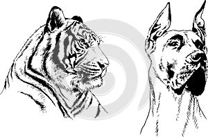 Set of vector drawings of various animals, predators and herbivores, hand-drawn sketches