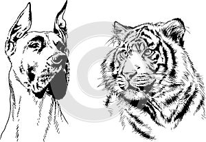 Set of vector drawings of various animals, predators and herbivores, hand-drawn sketches