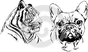 Set of vector drawings of various animals, predators and herbivores, hand-drawn sketches