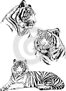 Set of vector drawings of various animals, predators and herbivores, hand-drawn sketches