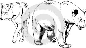 Set of vector drawings of various animals, predators and herbivores, hand-drawn sketches