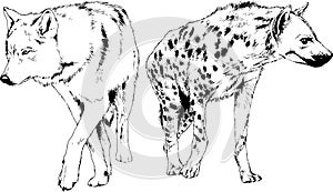 Set of vector drawings of various animals, predators and herbivores, hand-drawn sketches