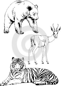 Set of vector drawings of various animals, predators and herbivores, hand-drawn sketches