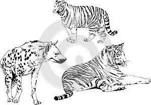 Set of vector drawings of various animals, predators and herbivores, hand-drawn sketches