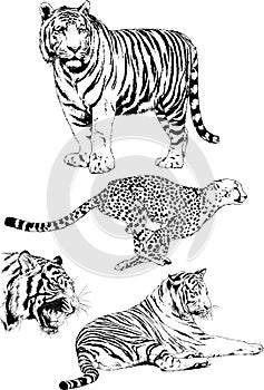 Set of vector drawings of various animals, predators and herbivores, hand-drawn sketches