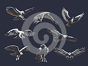 Set of vector eagles. photo