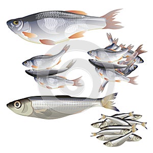 Set of vector fish