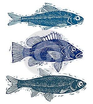 Set of vector fishes, different underwater species. Organic seafood graphic symbols collection, freshwater fishes, sea bass, sea