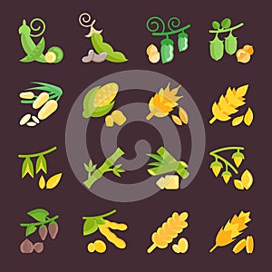 Set Vector Flat Icons of Beans and Cereals