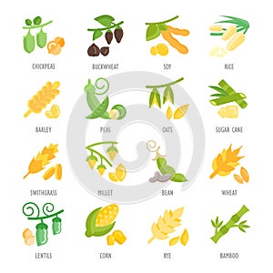 Set Vector Flat Icons of Beans and Cereals