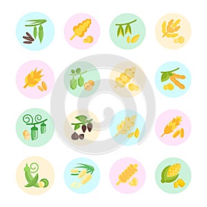 Set Vector Flat Icons of Groats