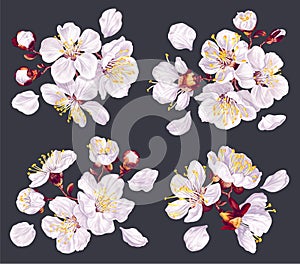 Set of vector floral compositions.