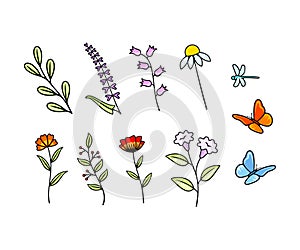 Set of vector flowers, wildflowers, foliage, bloom and blooming. Nature, plant, insects, dragonfly and butterflies, vector design