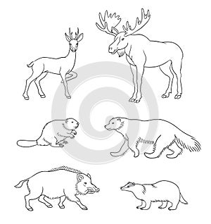 Set of vector forest animals in contours