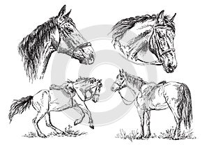 Set of vector hand drawing horses in black and white