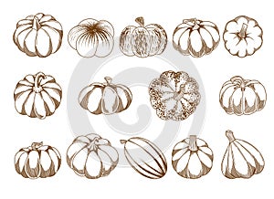 Set of vector hand drawn different varieties of pumpkins