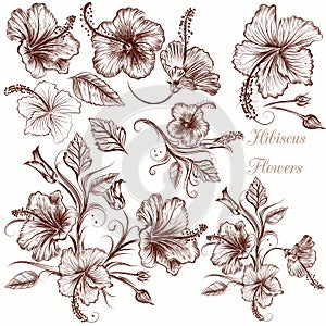 Set of vector hand drawn hibiscus flowers