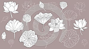 Set of vector hand drawn lotus leaves, flowers ans buds black line art illustration. Outline floral drawing for for logo