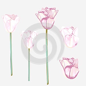 Set of vector hand drawn tulips in watercolor style