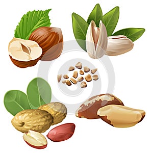 Set vector icons of nuts