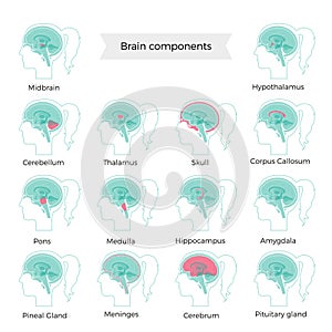 Set of vector illustration of brain components