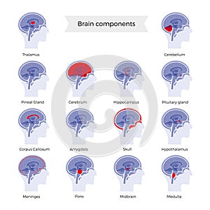 Set of vector illustration of brain components