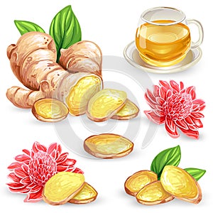 Set vector illustration of a fresh ginger root, sliced, flower and ginger tea.