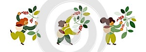 Set of vector illustrations with happy coffee pickers harvesting ripe red berries from