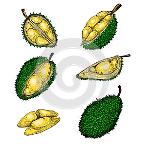 Set of vector illustrations, icons of a durian fruit