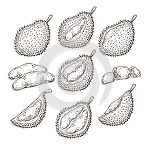 Set of vector illustrations, icons of a durian fruit