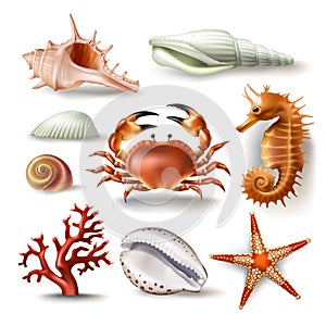 Set of vector illustrations seashells, coral, crab and starfish photo