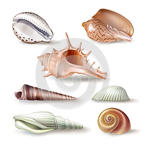 Set of vector illustrations seashells of various kinds in realistic style photo