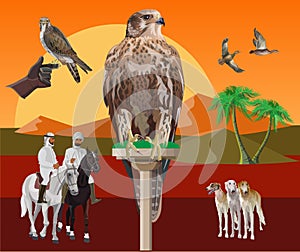 Set of vector illustrations on the theme of falconry