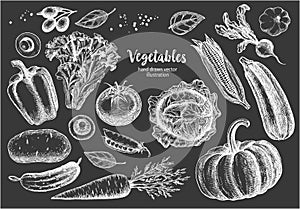 Set of vector illustrations of vegetables. For poster, label and menu.