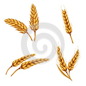 Set of vector illustrations of wheat spikelets, grains, sheaves of wheat isolated on white background.