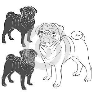 Set of vector images of pug. EPS10