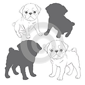 Set of vector images of pug. Isolated objects on a white background.