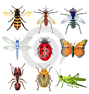 Set of vector insects